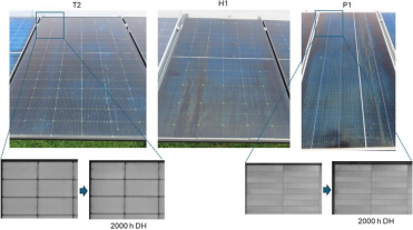 T2、H1、P1组件DH老化2000h后5个月户外外观检查（可见边缘变色与滴痕）