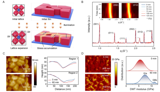 (A) 光照下钙钛矿薄膜光机械膨胀效应的示意图 (B) 三元阳离子钙钛矿薄膜在AM 1.5G光照下长达125分钟的原位XRD图谱  (C) 光照前后钙钛矿薄膜的AFM形貌图（左）及选定区域的高度轮廓图（右） (D) 光照前后钙钛矿薄膜的DMT模量图（左）及提取的模量分布图（右）