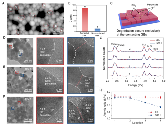 (A) 半覆盖钙钛矿薄膜光照500小时后的HAADF-STEM图像  (B) 对光照500小时后的半覆盖钙钛矿薄膜中100个PbI₂出现位置进行的随机统计分布。 (C) 接触晶界处存在PbI₂的降解钙钛矿薄膜示意图 (D, E, F) 钙钛矿薄膜在AM 1.5G光照0小时 (D)、100小时 (E) 和500小时 (F) 下的TEM图像及相应放大视图  (G) 光照前后四个不同区域的EDS能谱图，分别代表体相晶粒、非接触晶界、无PbI₂的接触晶界以及有PbI₂的接触晶界 (H) 光照前后通过EDS确定的四个区域的原子计数I/Pb比