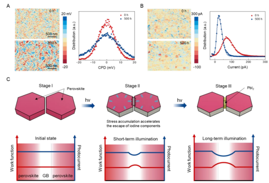 (A) 光照前后钙钛矿薄膜的KPFM图像（左）及提取的接触电位差分布（右） (B) 光照前后钙钛矿薄膜的c-AFM图像（左）及提取的电流分布（右）  (C) 示意图：光照下钙钛矿多晶薄膜功函数和光电流空间异质化行为