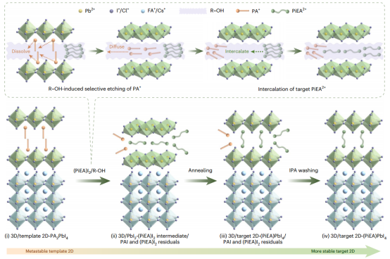 选择性模板生长策略的潜在机理