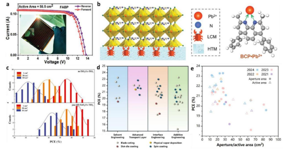 （a）性能最佳的FABP钝化钙钛矿太阳能模块的电流-电压曲线。（b）空穴传输层中的铅螯合分子与钙钛矿薄膜底部Pb²⁺离子的螯合示意图。（c）采用不同电子传输层的钙钛矿太阳能电池效率的统计分布。（d）按改进策略和沉积方法分类的钙钛矿太阳能模块效率进展；（e）孔径面积/活性面积与发表年份的关系