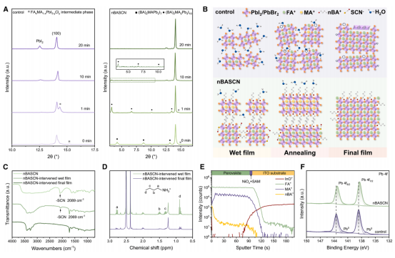 image.png  A 对照组与nBASCN干预钙钛矿薄膜在不同退火时间下的XRD图谱，B 有无nBASCN干预下钙钛矿薄膜演化过程示意图C nBASCN原料、nBASCN干预湿膜及最终薄膜的FTIR光谱，D nBASCN干预湿膜与最终薄膜的¹H NMR谱图E 沉积于ITO-NiOₓ/SAM衬底上的nBASCN干预薄膜的ToF-SIMS深度分布，F 对照组与nBASCN干预钙钛矿薄膜的Pb元素XPS谱图