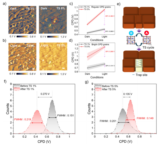 热冲击后，在(a)暗态条件下和(b)绿光条件下测量的1%和5% MAPbBr₃样品的KPFM图像。热冲击后1%和5%样品中(c)常规和(d)亮CPD晶粒的表面光电压比较。(e)热冲击循环后晶粒转变为复合位点的示意图。(f) 1%样品和(g) 5%样品在热冲击前后暗态下的平均CPD分布曲线