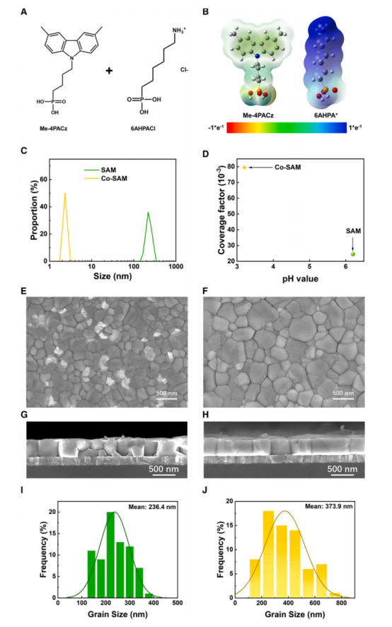 （A）本研究中使用的SAM材料的分子结构。（B）Me-4PACz和6AHPACl的偶极矩（德拜）计算值。在有无pH调控（使用HI或AcOH）或6AHPACl添加的情况下，在NiOₓ/ITO衬底上制备的SAMs的XPS谱图：（C）P 2p和（D）Cl 2p。比较了有无6AHPACl添加的SAM前驱体中（E）胶体尺寸分布和（F）Zeta电位。（G）有无6AHPACl添加时制备的SAMs在NiOₓ/ITO上的覆盖率因子。有无6AHPACl添加时，在（H和J）SAMs和（I和K）随后沉积的钙钛矿薄膜上拍摄的SEM图像