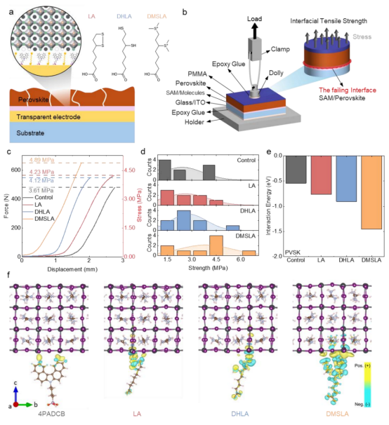 a：4PADCB与三种连接分子在ITO/钙钛矿界面形成空穴传输层接触b：拉脱测试装置示意图c：最大粘附强度；d：对应的应力值（均取各组最高值）e：DFT计算得到的钙钛矿-连接分子相互作用能f：分子与钙钛矿的相互作用图示